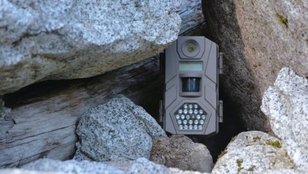 تصوير الحياة البرية 