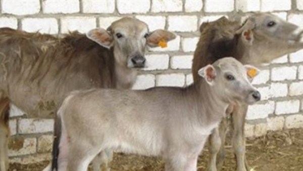 مبادرة إحياء البتلو