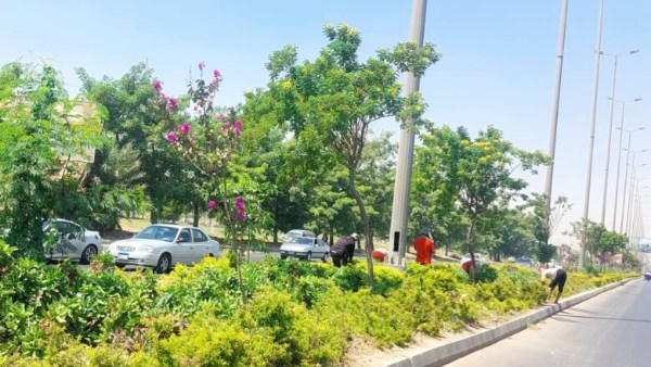 محافظ الاسكندرية يوجه باستمرار جهود تجميل المسطحات الخضراء ورفع كفاءة الحدائق العامة