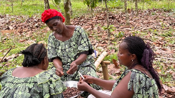 تحسن الطقس في كوت ديفوار ينعش الآمال بموسم كاكاو وفير
