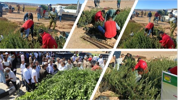 وزارة الزراعة تحتفل باليوم العالمي لشجرة الزيتون