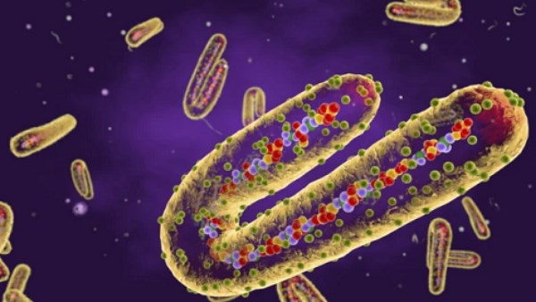 بعد ظهوره في إثيوبيا.. تعرف كل ما يخص فيروس ماربورغ