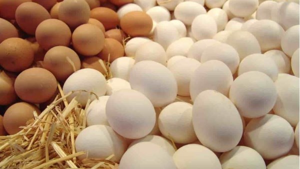 بيض المائدة