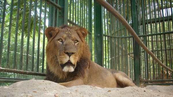 حديقة الحيوان 