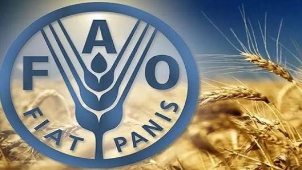 الفاو 
