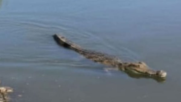 وزارة البيئة: إعادة تمساح الزوامل إلى موطنه الطبيعي ببحيرة ناصر وزارة البيئة: إعادة تمساح الزوامل إلى موطنه الطبيعي ببحيرة ناصر