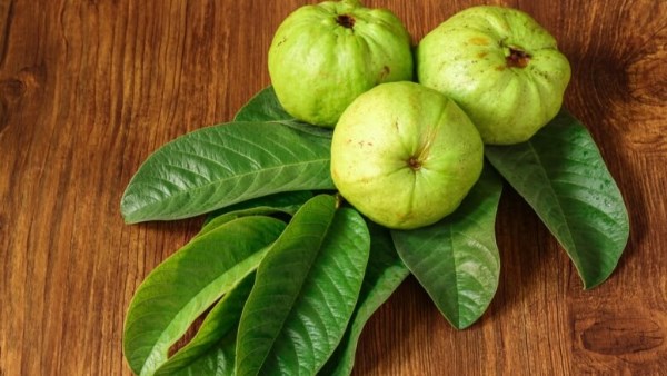 للحماية من الفيروسات المنتشرة و نزلات البرد..تعرف على فوائد أوراق الجوافة