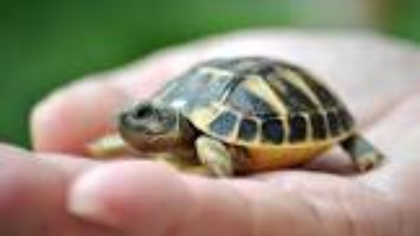 هل السلحفاة في البيت 