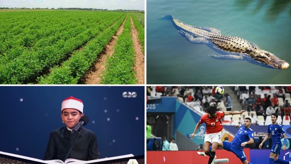 أخبار التوك شو