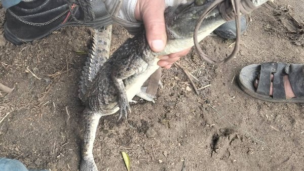 تمساح الزوامل