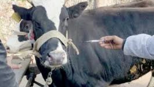 الحمى القلاعية