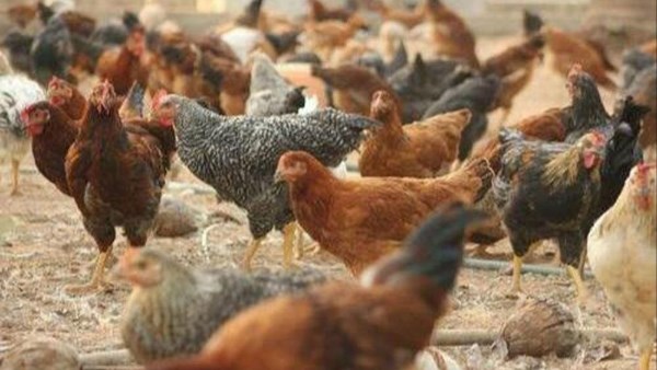 جنيه واحد للكيلو ينتهي بالإغلاق.. ضبط محل دواجن مخالف ومنتجات غير صالحة