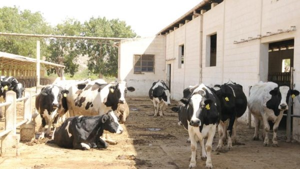 جهود حكومية متواصلة لزيادة الاكتفاء الذاتي من اللحوم الحمراء|تفاصيل 