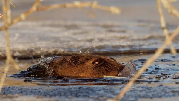 حيوان القندس 