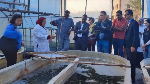 التعليم العالي 