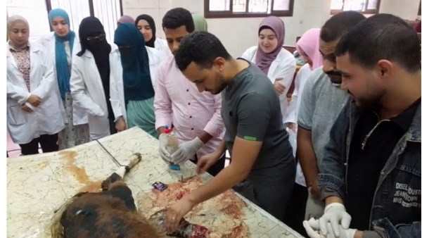 طب  بيطري بني سويف 