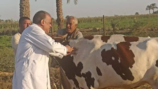 تحصين الماشية