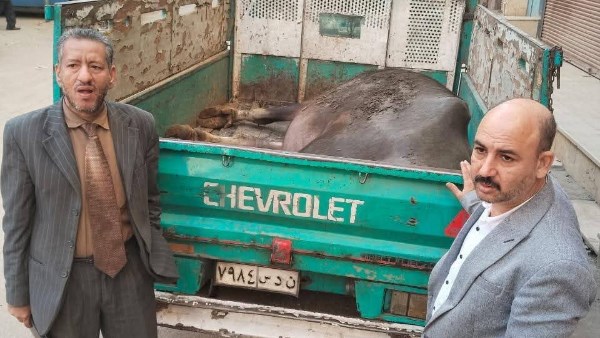 محافظ المنيا يشدد على الرقابة على أسواق اللحوم.. ويؤكد: لا تهاون مع الذ.بح خارج المجازر محافظ المنيا يشدد على الرقابة على أسواق اللحوم.. ويؤكد: لا تهاون مع الذ.بح خارج المجازر