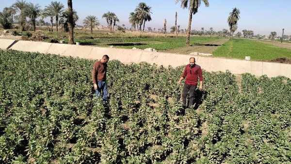 مديرية الزراعة بأسيوط تتابع المحاصيل الشتوية 