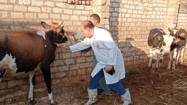 تحصين أكثر من 135 ألف رأس ماشية بأسيوط 