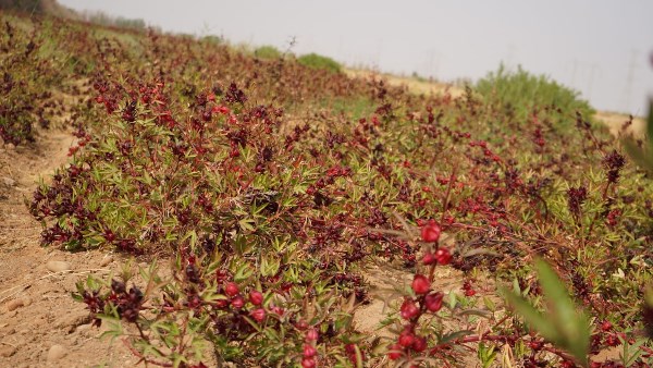 الكركدية الأسوانى 