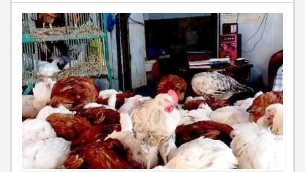 أسعار الدواجن في أسوان اليوم الخميس 11-12-2025 أسعار الدواجن في أسوان اليوم الخميس 11-12-2025