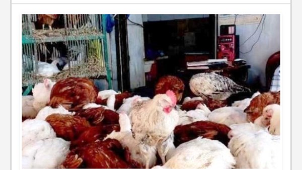 أسعار الدواجن في أسوان اليوم السبت 13-12-2025 أسعار الدواجن في أسوان اليوم السبت 13-12-2025