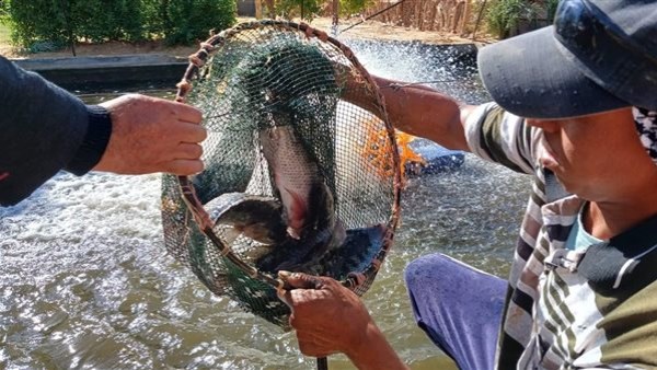 استزراع سمكي