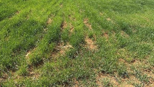 زراعات ارشيفيه 