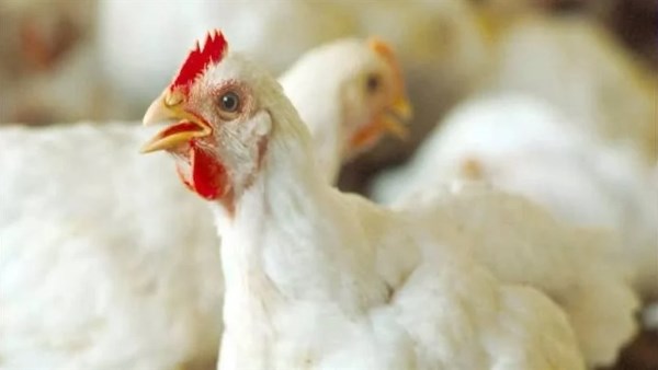 دواجن ارشيفيه 