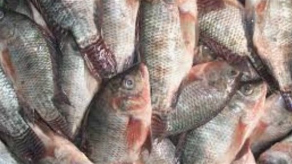 اسماك ارشيفيه 