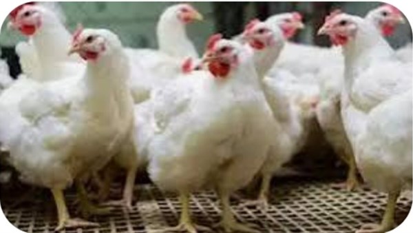 دواجن ارشيفيه 