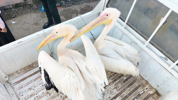 اعمال النقل 