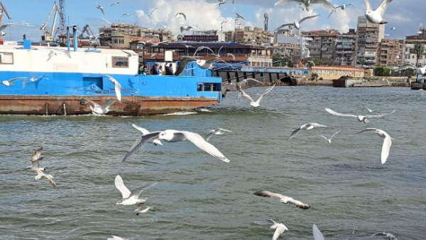 طيور النورس تداعب الأطفال و الزوار مستقلي معديات القناة 