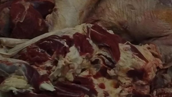 جانب من الحملة 