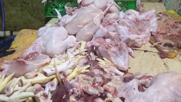 دواجن فاسدة 