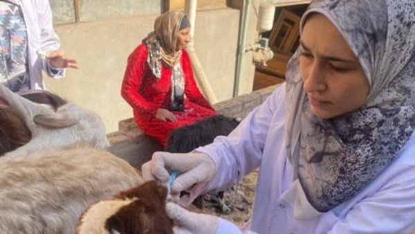 قافلة بيطرية