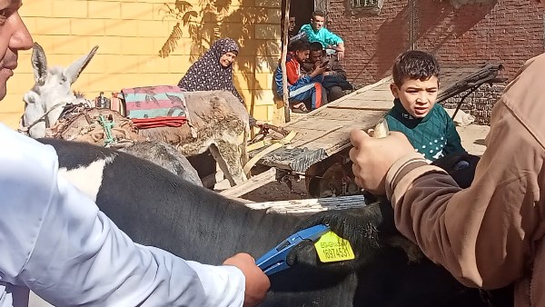 تحصينات المواشي 