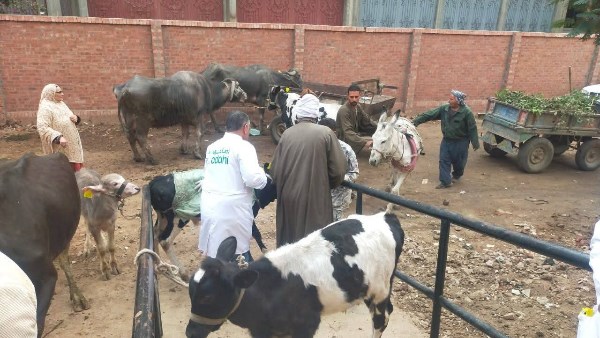 بيطري الغربية: تقديم العلاج لـ186 حيوانا وماشية و2660 طائرا.. وصرف التحصينات والأدوية بيطري الغربية: تقديم العلاج لـ186 حيوانا وماشية و2660 طائرا.. وصرف التحصينات والأدوية