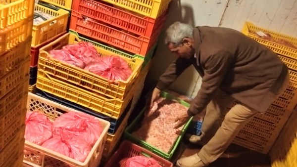 لحوم فاسدة بالغربية 