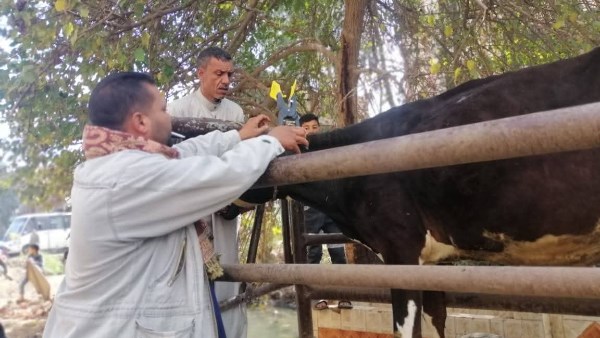 بيطري الغربية: الكشف وتقديم العلاج لـ 422 حيوانا وماشية وصرف التحصينات والأدوية