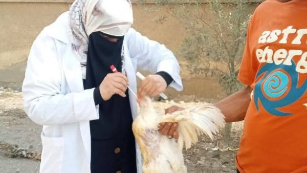 بيطري الشرقية 