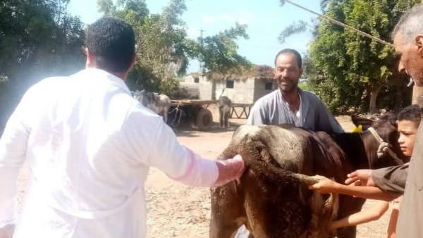 بيطري كفر الشيخ 