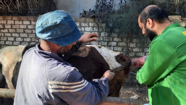 تلقيح صناعي 