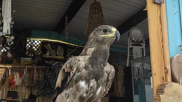 العقاب الملكي الشرقي