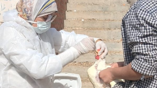 تحصين الثروه الداجنة