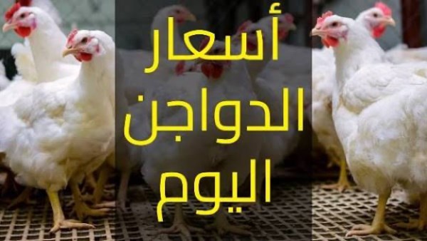 اسعار الفراخ اليوم 