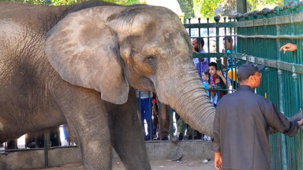 افتتاح حديقة الحيوان بالجيزة 