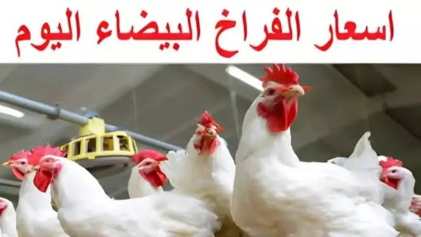اسعار الفراخ اليوم الاثنين 