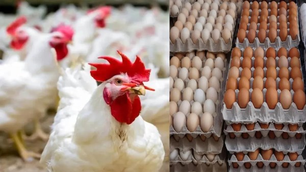 أسعار الفراخ اليوم